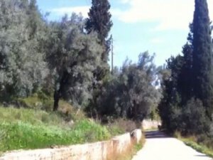 אדמה 81